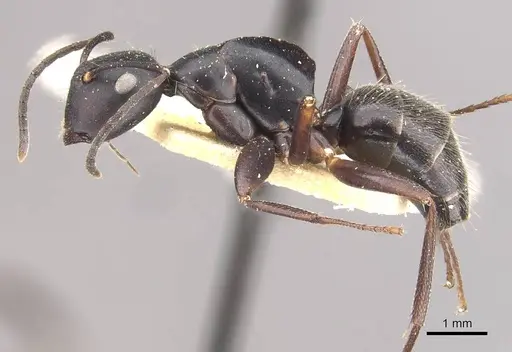 Colobopsis cristata - CASENT0910579