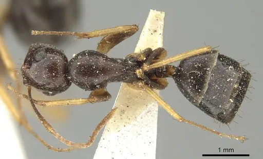 Colobopsis cristata - CASENT0915756