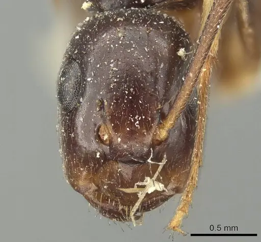 Colobopsis cristata - CASENT0915756