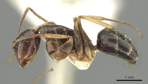 Colobopsis cristata - CASENT0915756