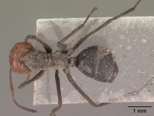 Colobopsis cylindrica specimen