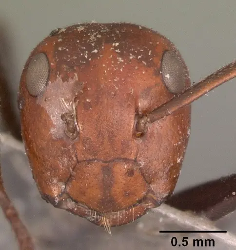 Colobopsis cylindrica specimen