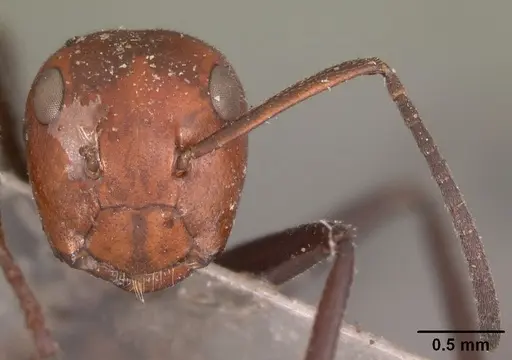 Colobopsis cylindrica specimen