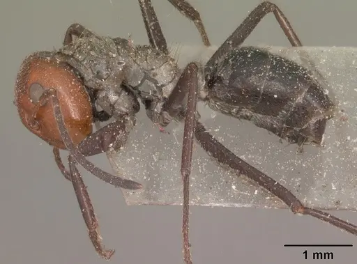 Colobopsis cylindrica - CASENT0102444