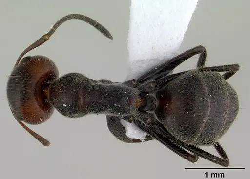 Colobopsis cylindrica - CASENT0179026