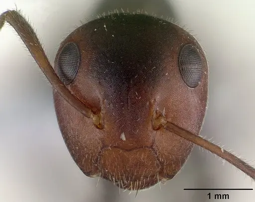 Colobopsis cylindrica - CASENT0179026