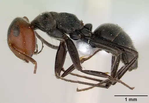 Colobopsis cylindrica - CASENT0179026