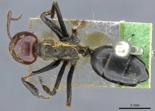 Colobopsis cylindrica - CASENT0905799