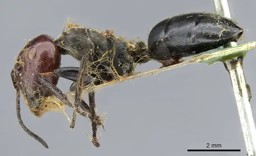 Colobopsis cylindrica - CASENT0905799