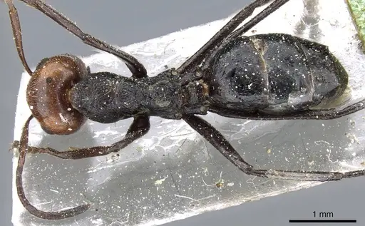 Colobopsis cylindrica - CASENT0905800