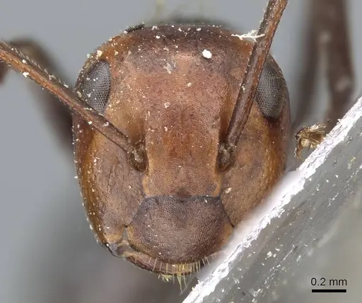 Colobopsis cylindrica - CASENT0905800