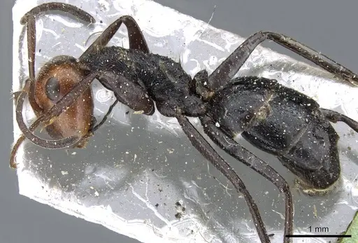 Colobopsis cylindrica - CASENT0905800