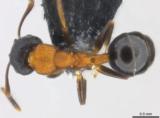 Colobopsis dentata specimen