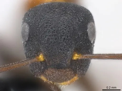 Colobopsis dentata specimen