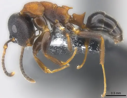 Colobopsis dentata specimen