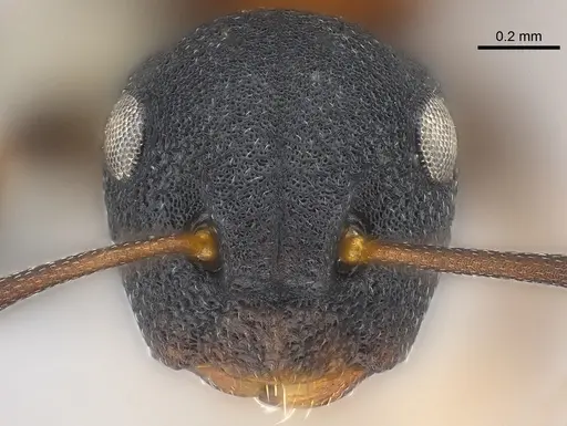 Colobopsis dentata - CASENT0177590