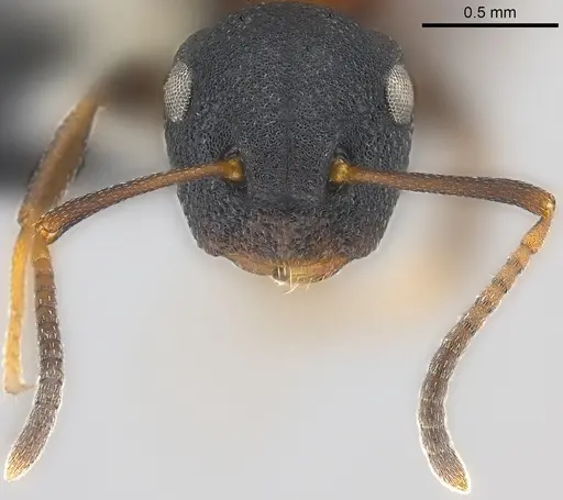 Colobopsis dentata - CASENT0177590