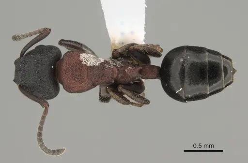 Colobopsis dentata - CASENT0887748