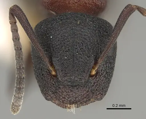 Colobopsis dentata - CASENT0887748