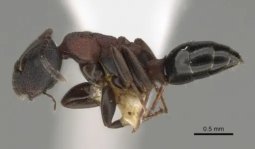 Colobopsis dentata - CASENT0887748