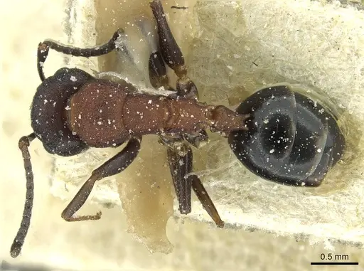 Colobopsis dentata - CASENT0911625