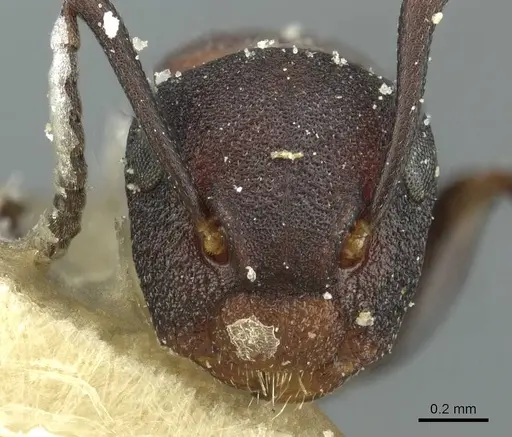 Colobopsis dentata - CASENT0911625