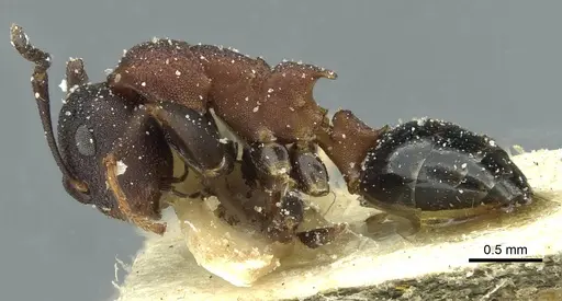 Colobopsis dentata - CASENT0911625