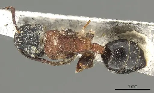 Colobopsis dentata - CASENT0915757