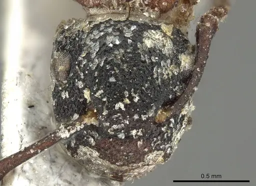 Colobopsis dentata - CASENT0915757