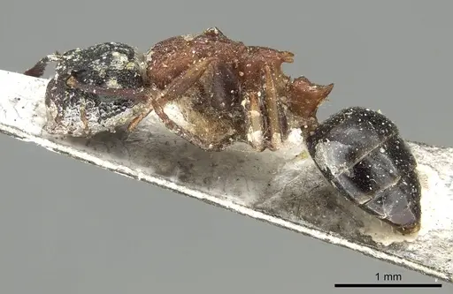 Colobopsis dentata - CASENT0915757