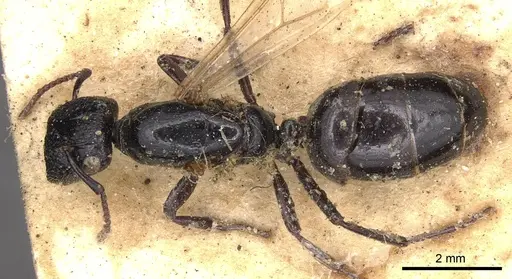 Colobopsis desecta specimen