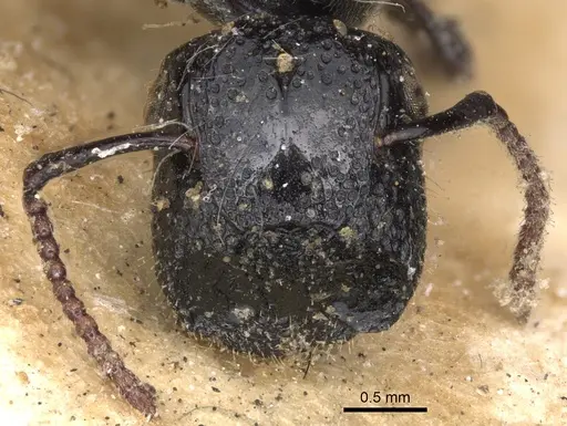 Colobopsis desecta specimen