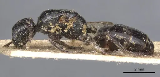 Colobopsis desecta specimen