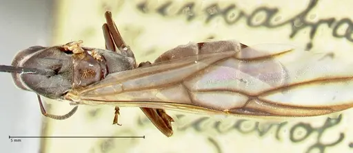 Colobopsis equus specimen