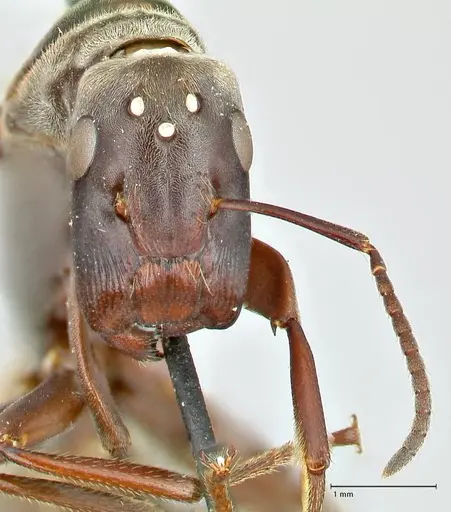 Colobopsis equus specimen