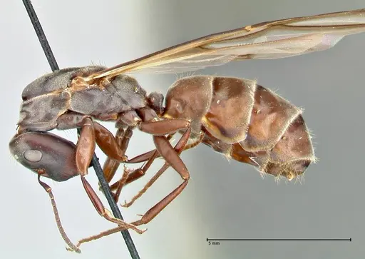 Colobopsis equus specimen