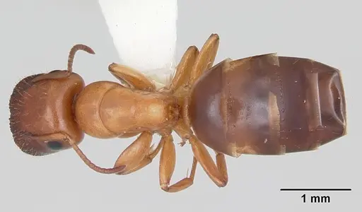 Colobopsis etiolata specimen