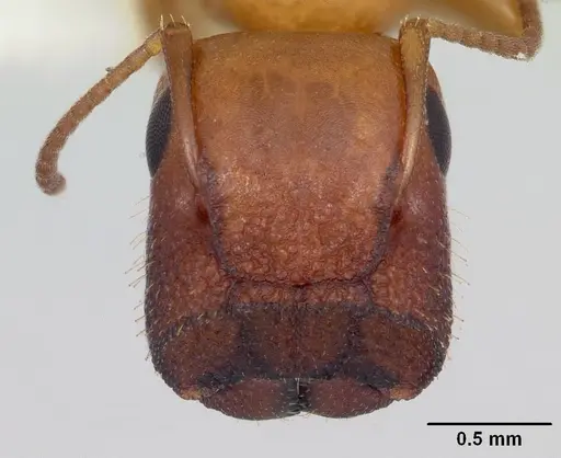 Colobopsis etiolata specimen
