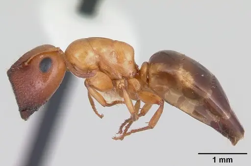 Colobopsis etiolata specimen