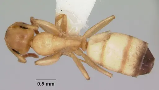 Colobopsis etiolata - CASENT0104949