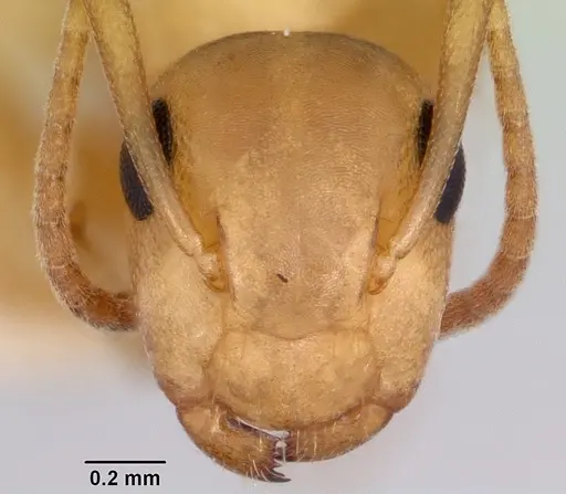 Colobopsis etiolata - CASENT0104949