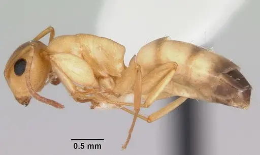 Colobopsis etiolata - CASENT0104949