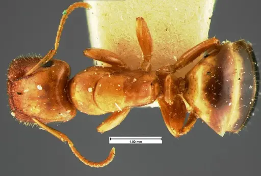 Colobopsis etiolata - CASENT0105584