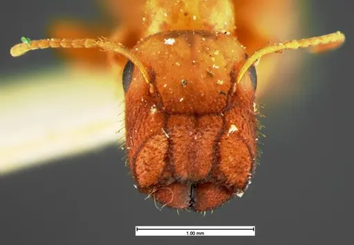 Colobopsis etiolata - CASENT0105584