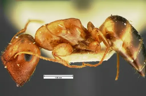 Colobopsis etiolata - CASENT0105584