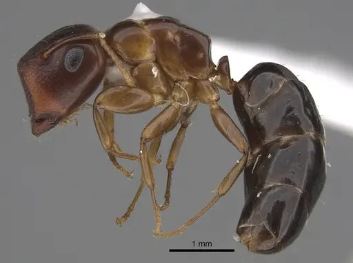 Colobopsis etiolata - CASENT0923508