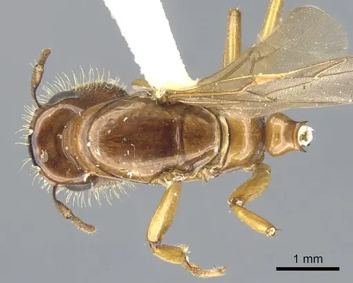 Colobopsis excavata specimen