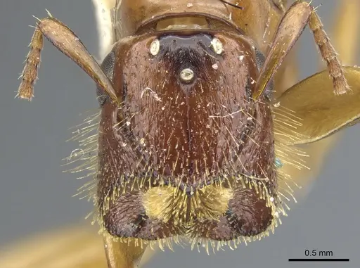 Colobopsis excavata specimen
