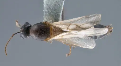 Colobopsis explodens specimen
