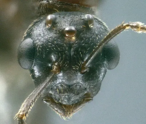 Colobopsis explodens specimen